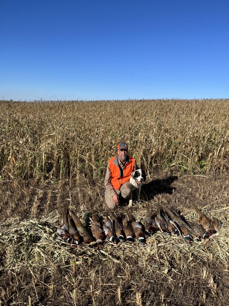 colorado pheasant hunting guide