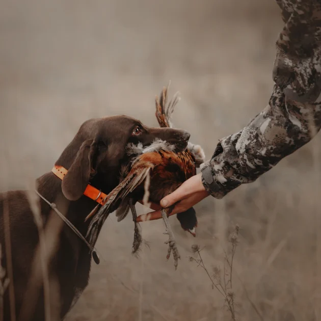 colorado upland hunts